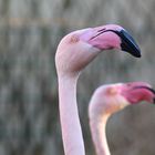 Flamingo-Doppel