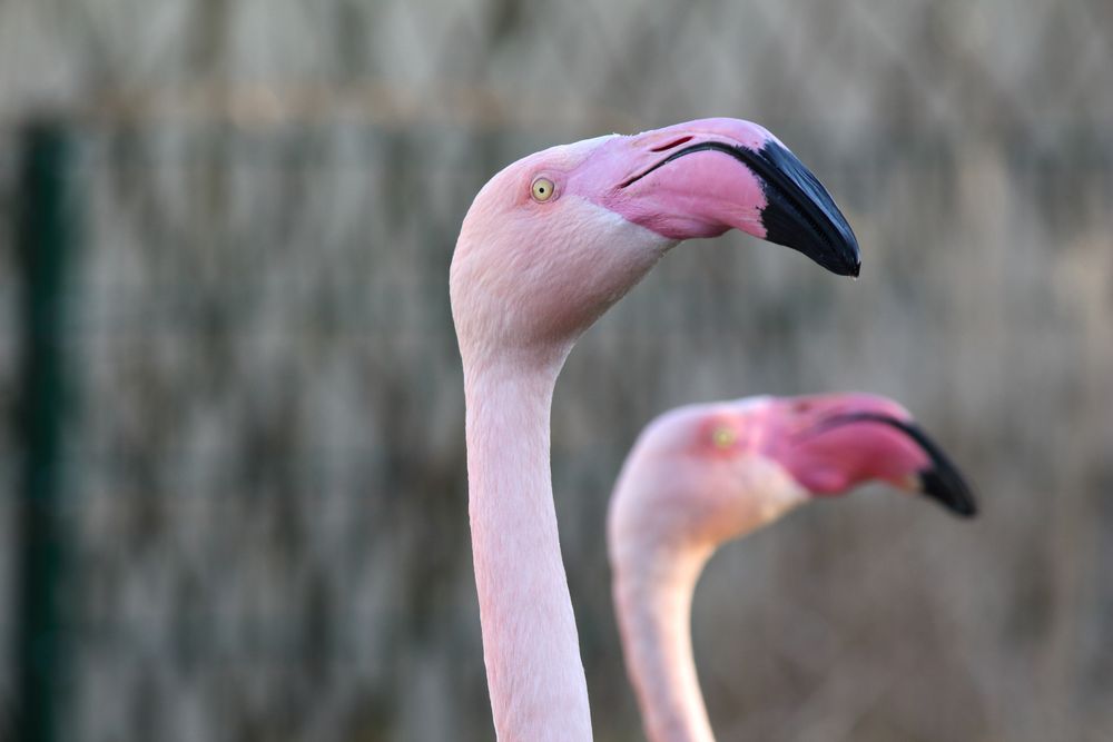 Flamingo-Doppel