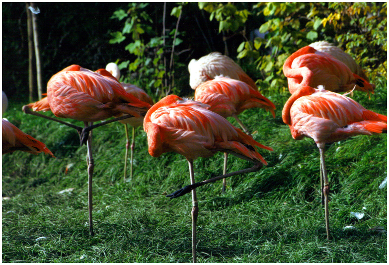 "Flamingo Dreaming"