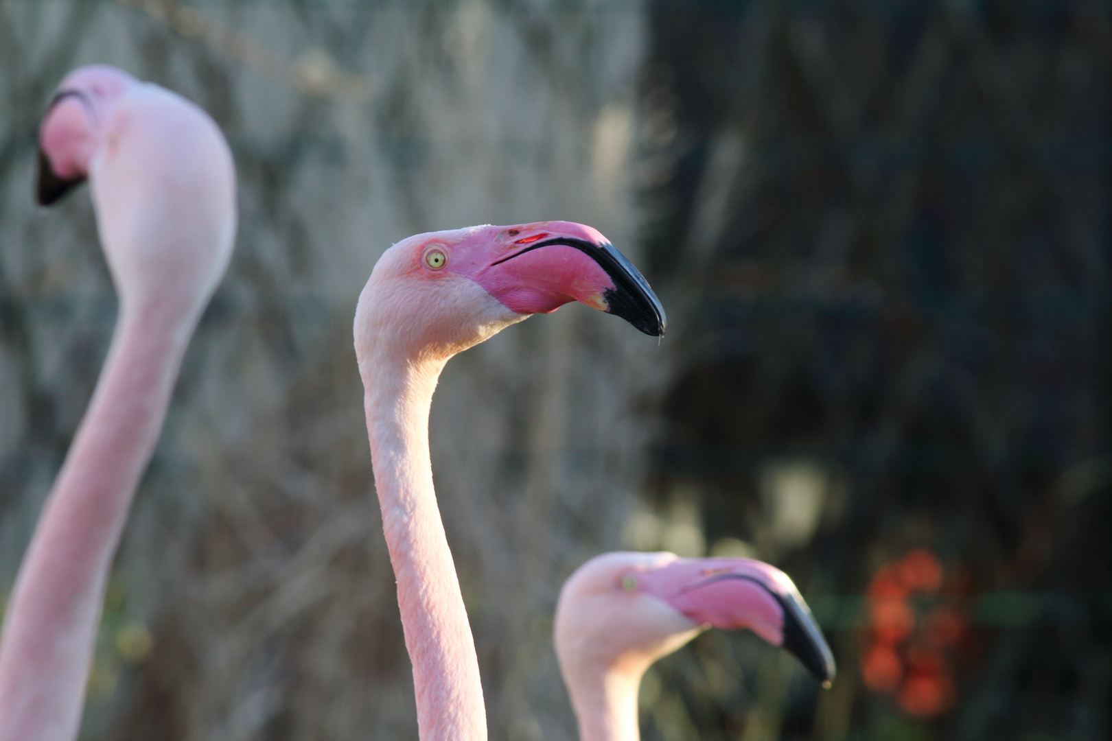 Flamingo-Drei-Kopf