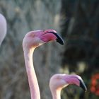 Flamingo-Drei-Kopf