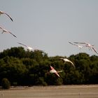 Flamingo Dubai