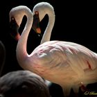 Flamingo-Duett