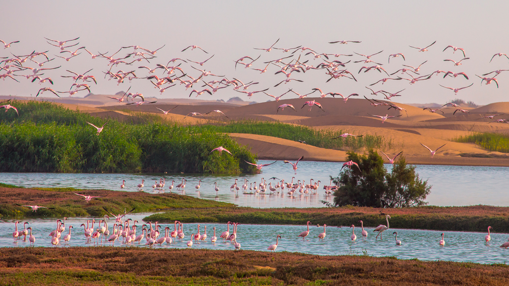 Flamingo Dunes (Namibia)