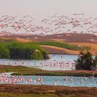 Flamingo Dunes (Namibia)