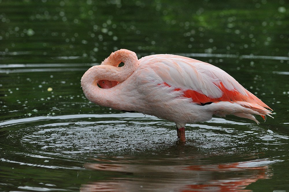 Flamingo - Durchblick