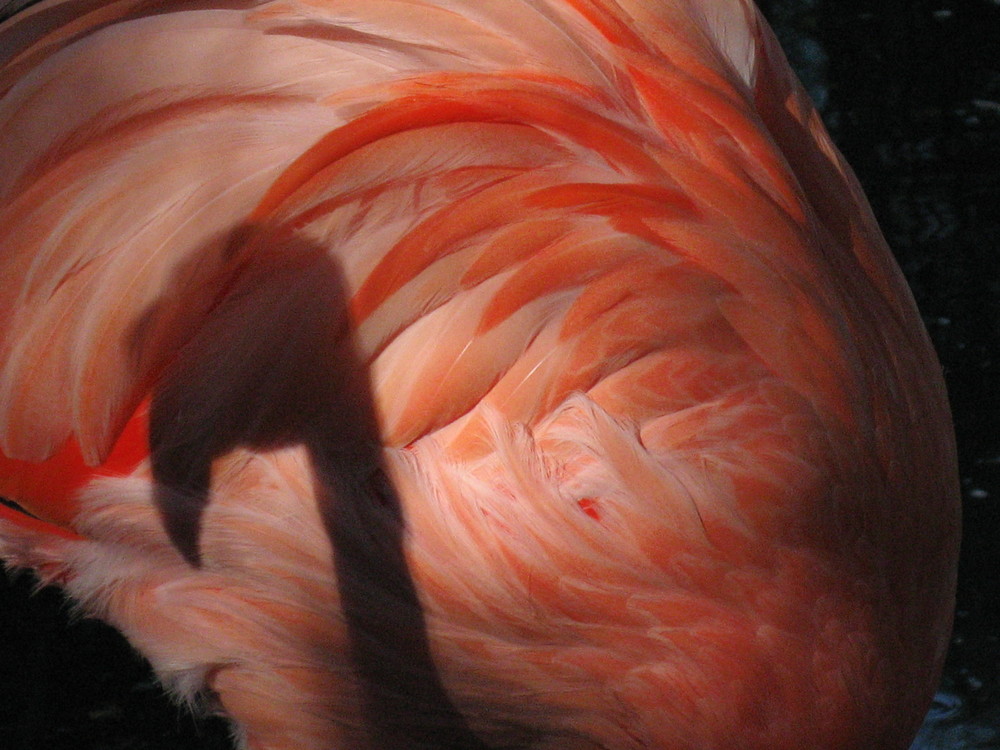 flamingo