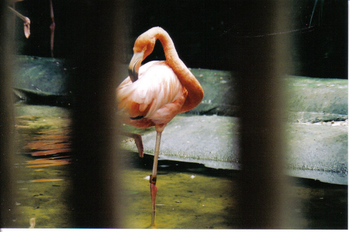 flamingo