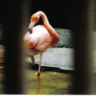 flamingo