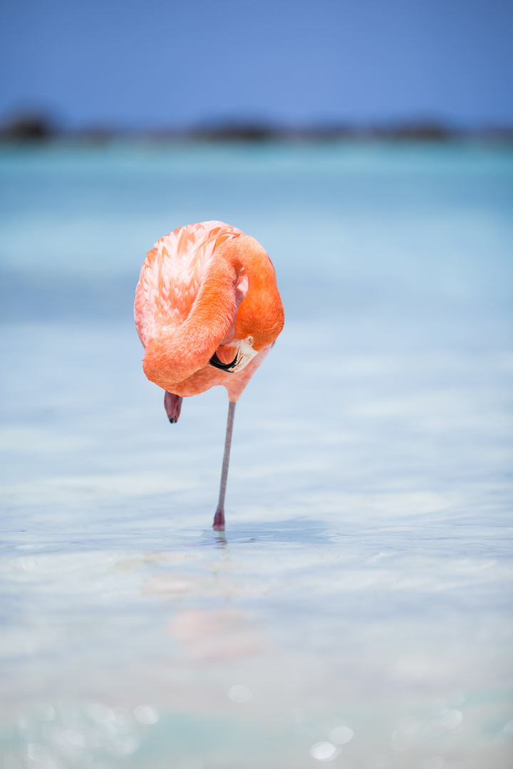 Flamingo 