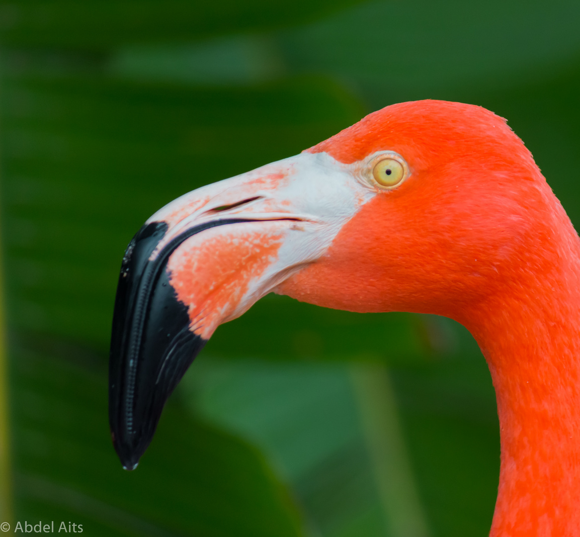 Flamingo