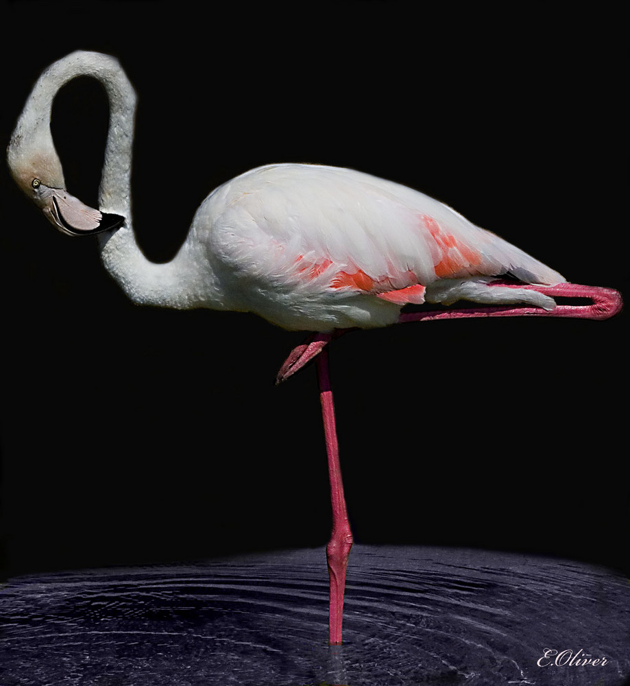 Flamingo