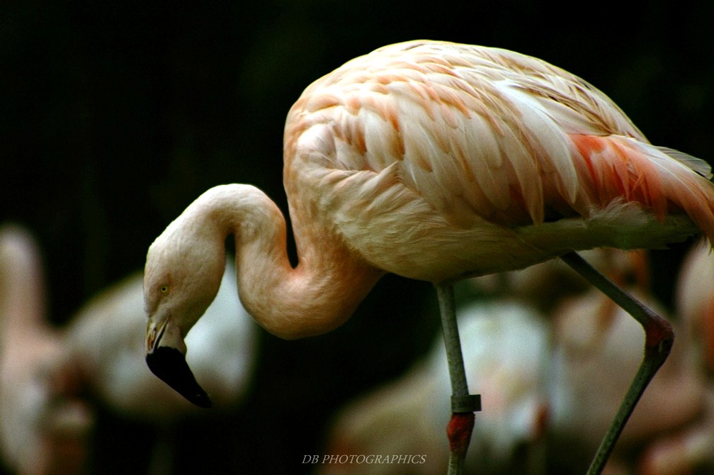 Flamingo