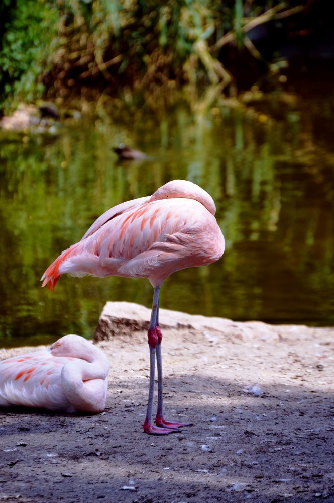 Flamingo