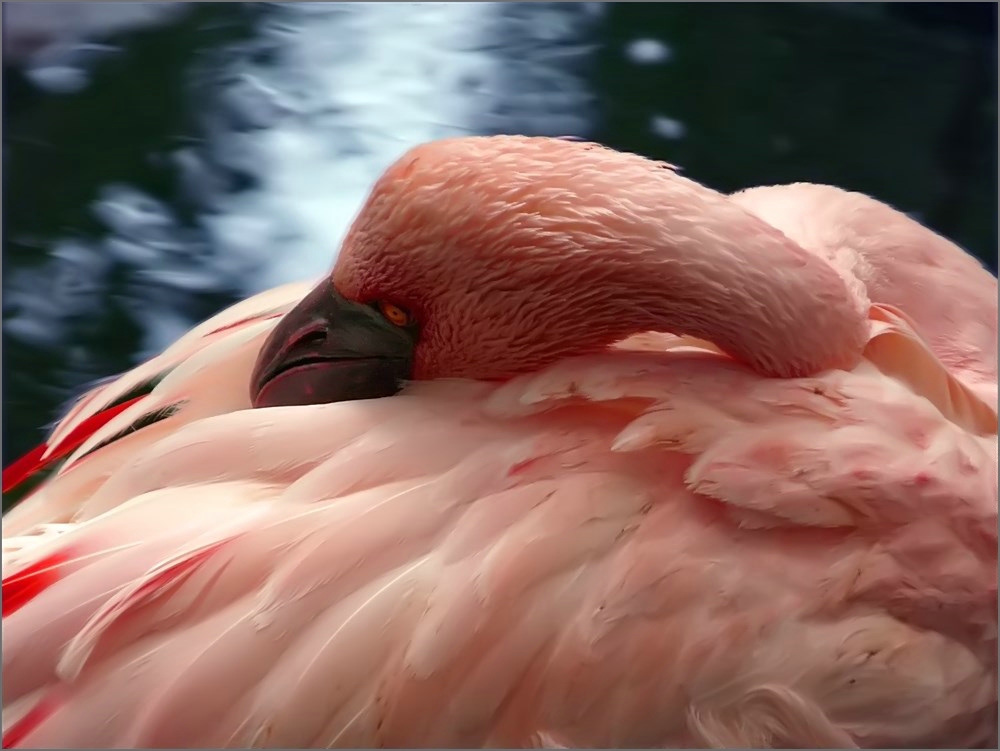 Flamingo