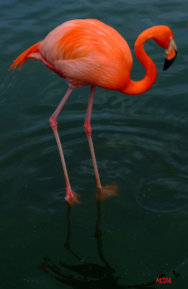 Flamingo