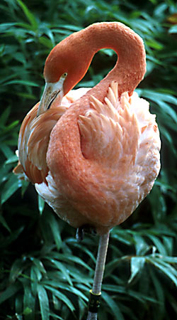 Flamingo