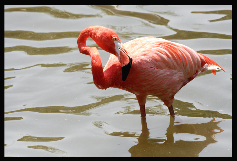 Flamingo.