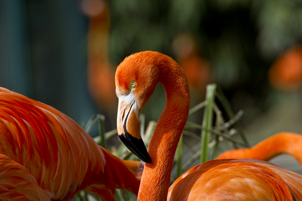 Flamingo