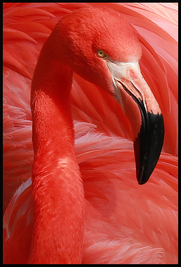 Flamingo.