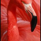 Flamingo.