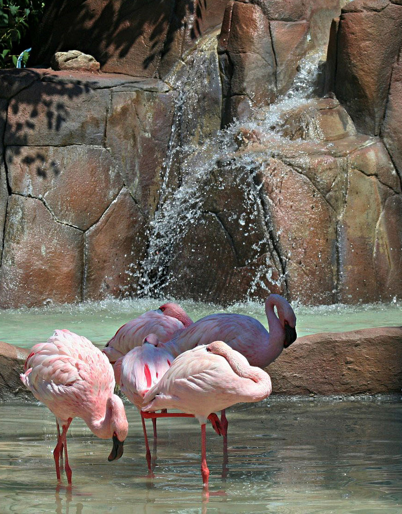 flamingo