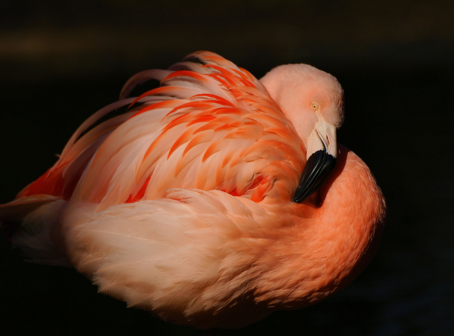 Flamingo