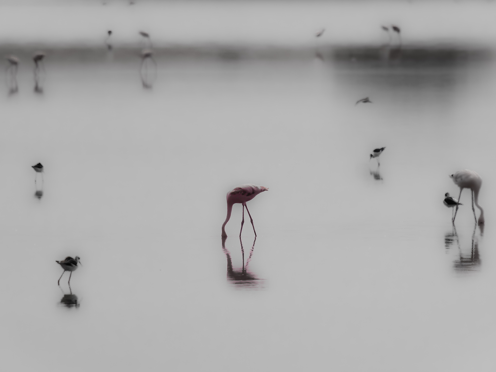 Flamingo von Mike Lippke 