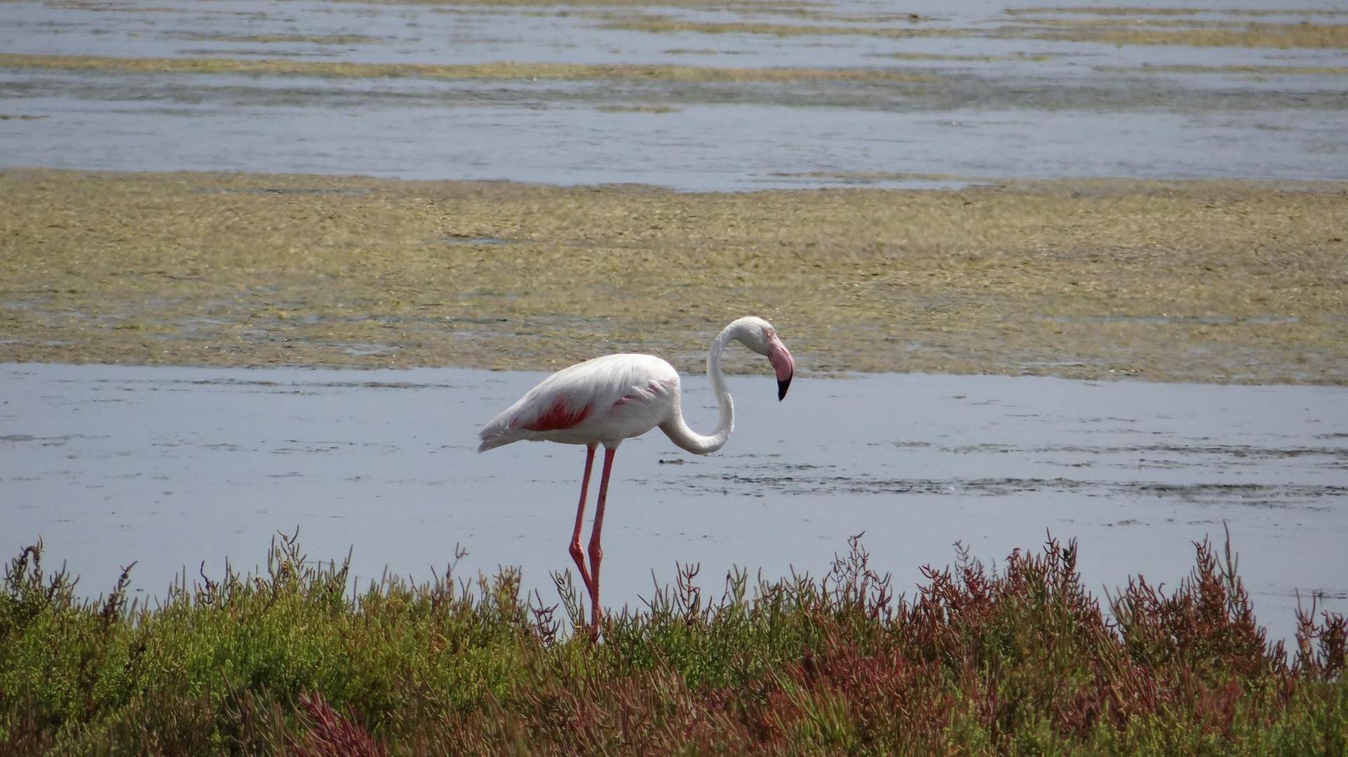 Flamingo Ebro Delta