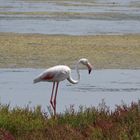 Flamingo Ebro Delta