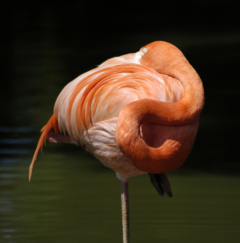 flamingo