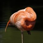 flamingo