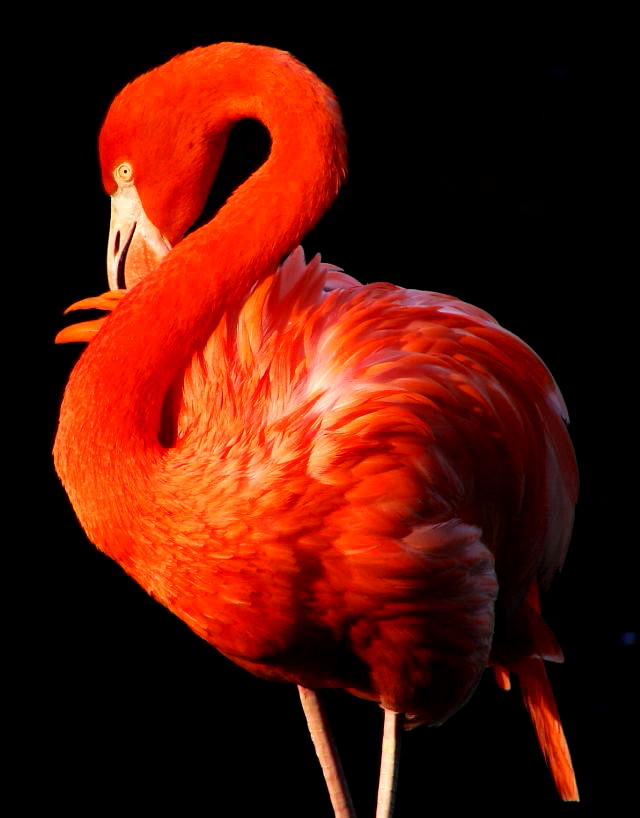 Flamingo