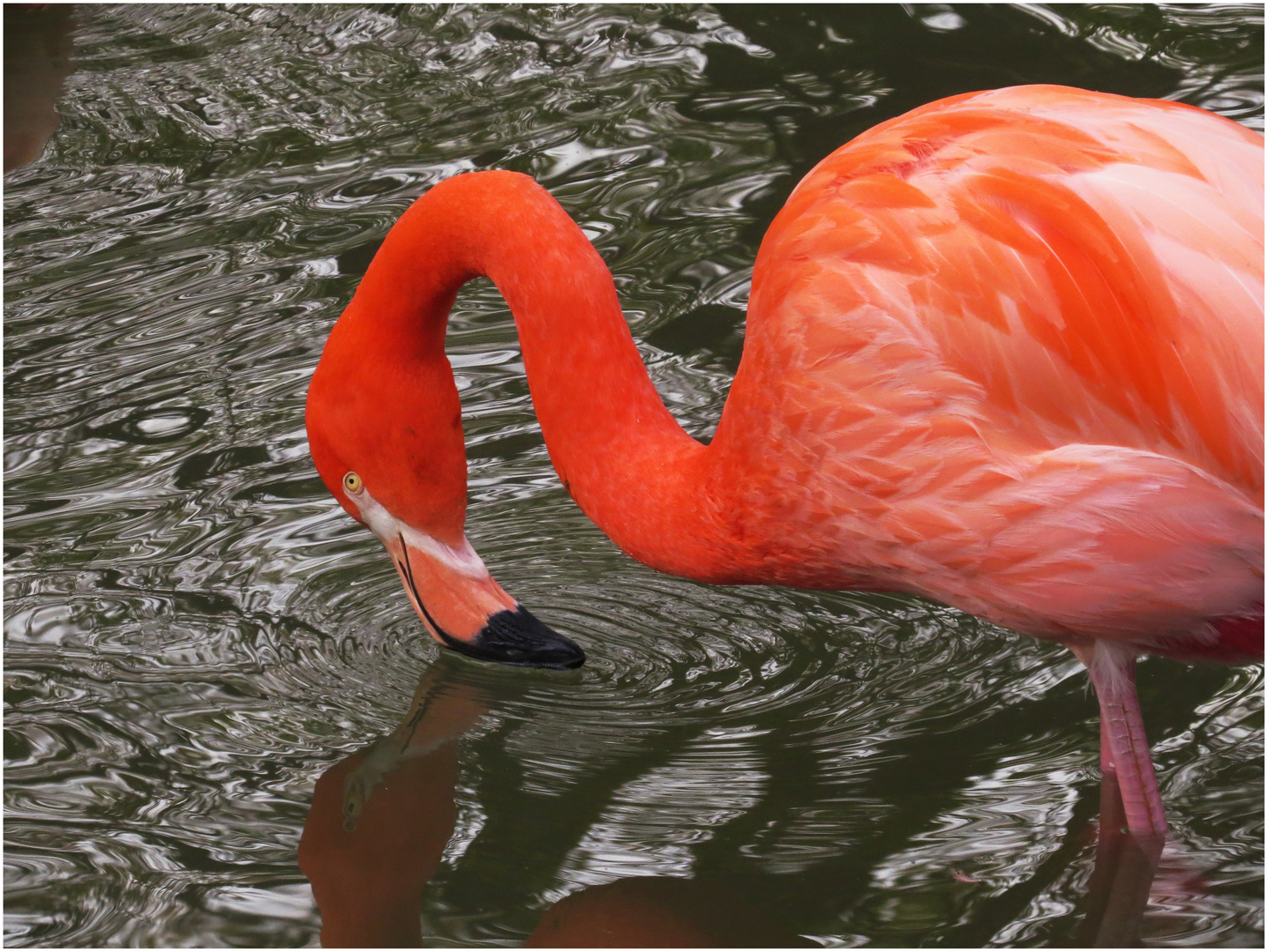 Flamingo