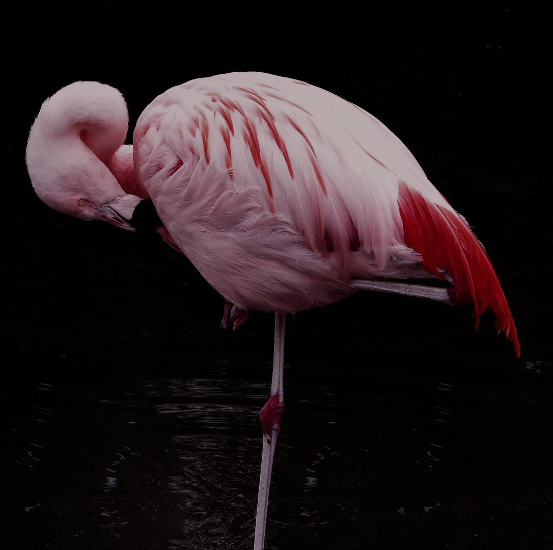 Flamingo