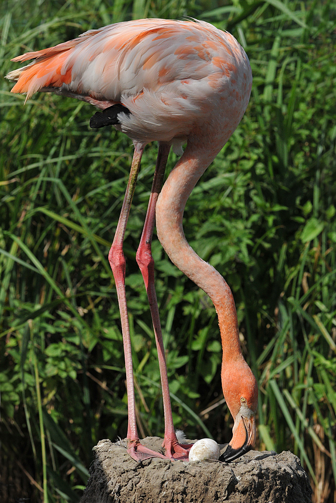 Flamingo - Eierrollen