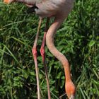 Flamingo - Eierrollen