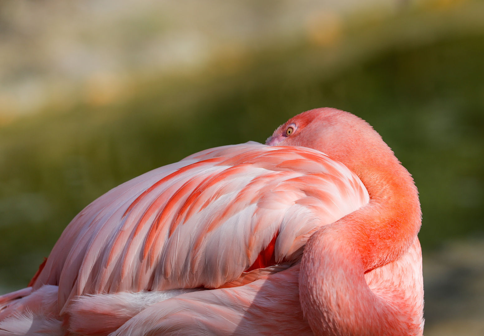 Flamingo - eingekuschelt