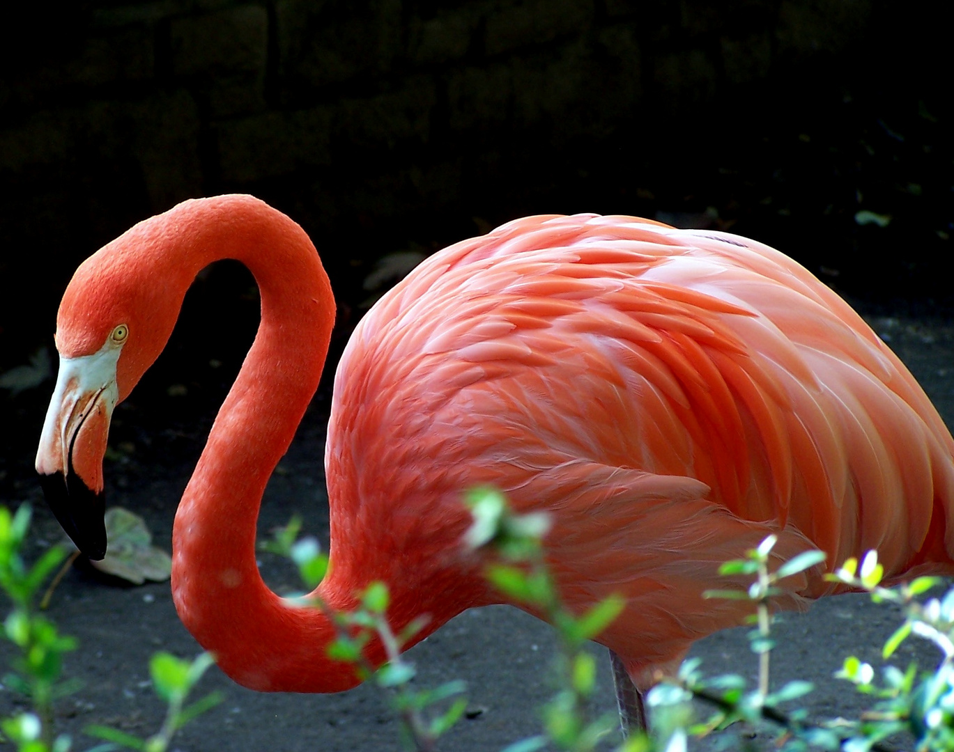 flamingo