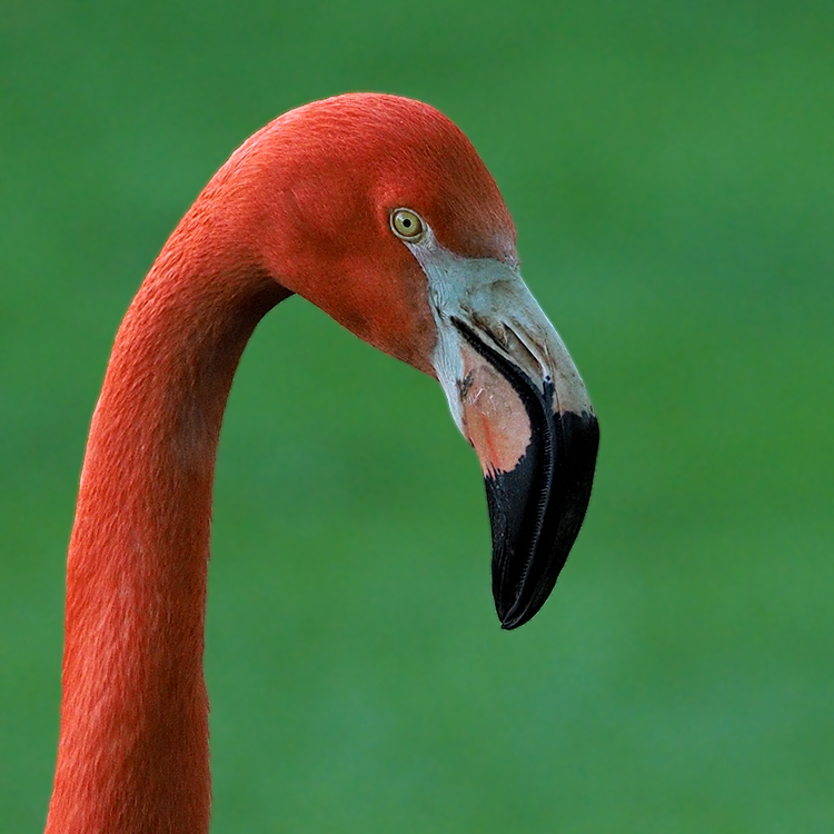 Flamingo...