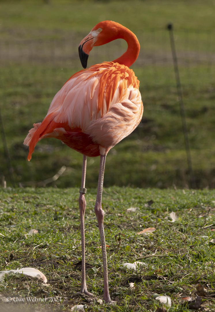 Flamingo