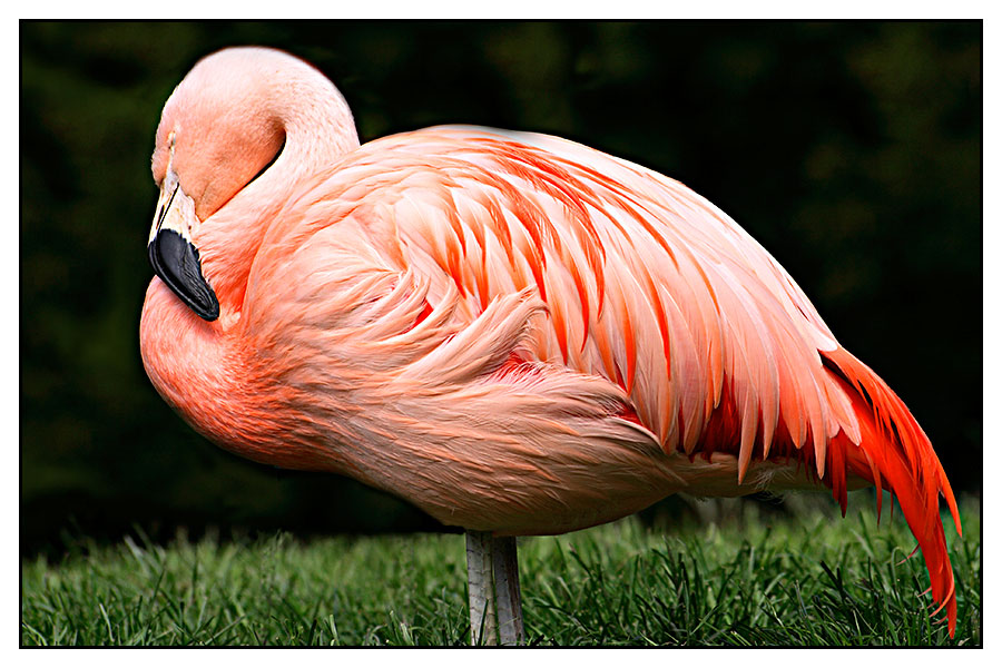 ° Flamingo °