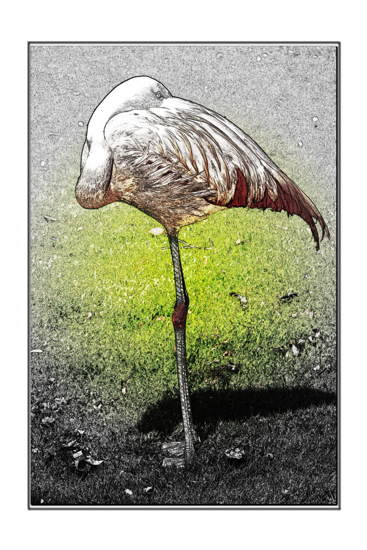 Flamingo