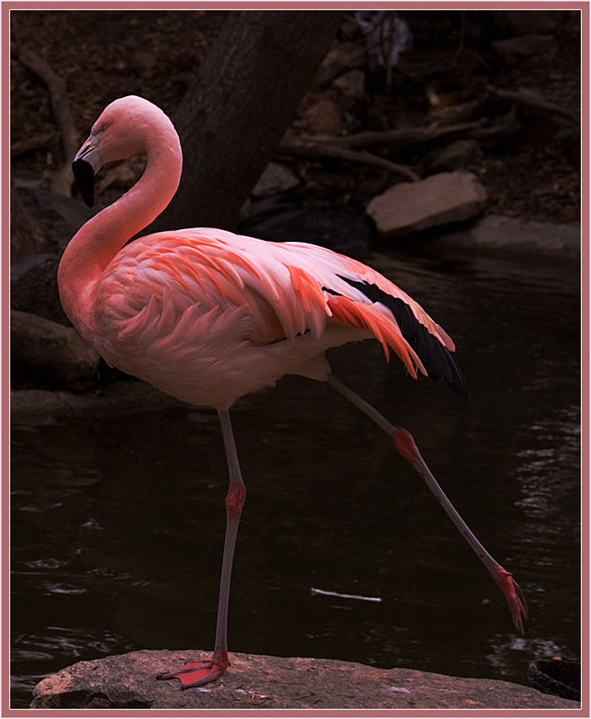 Flamingo