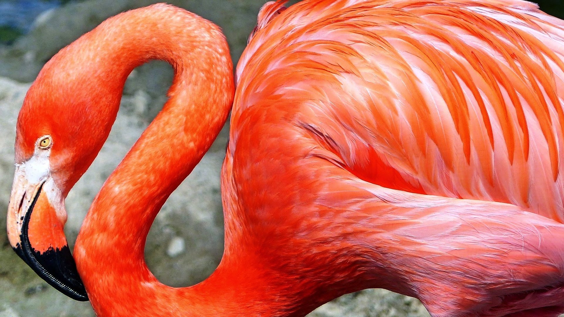 Flamingo 