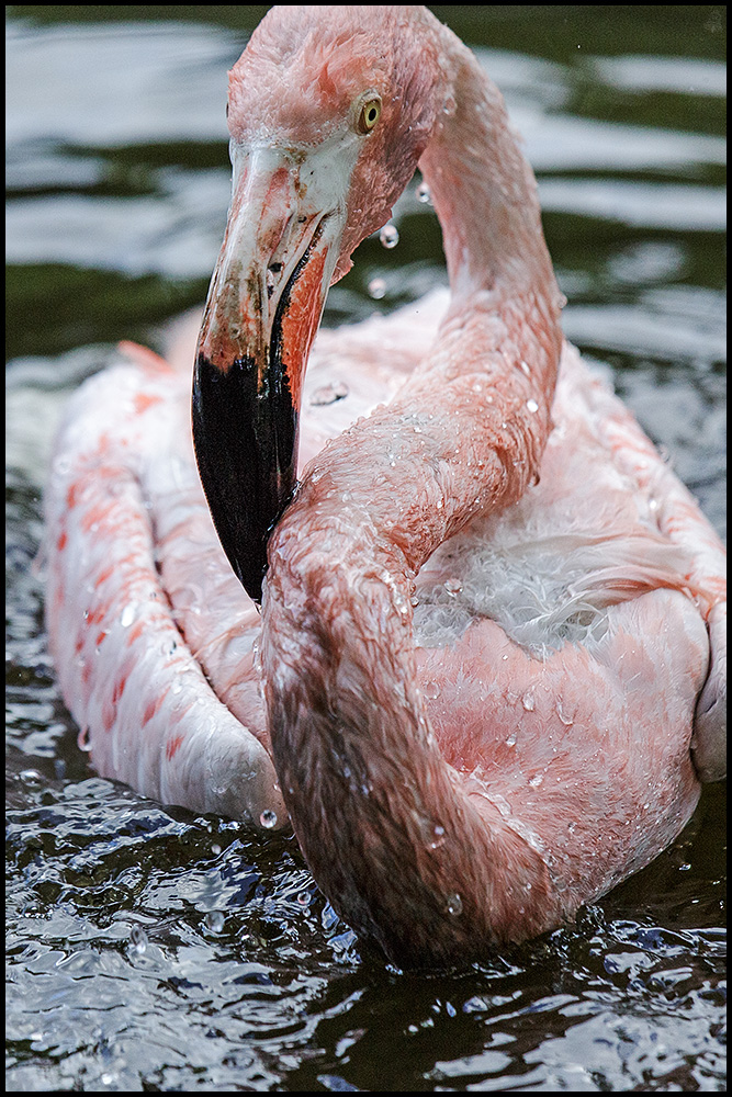 Flamingo