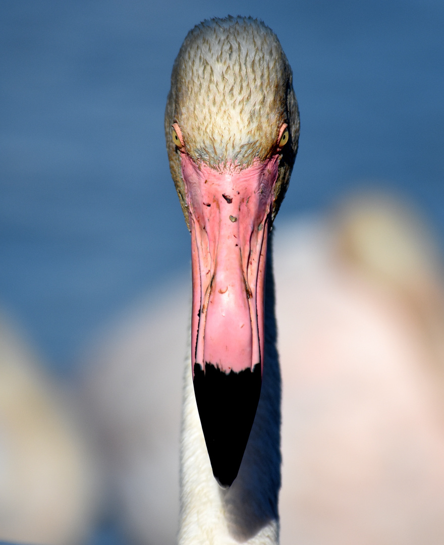Flamingo Face to Face