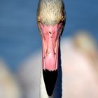 Flamingo Face to Face