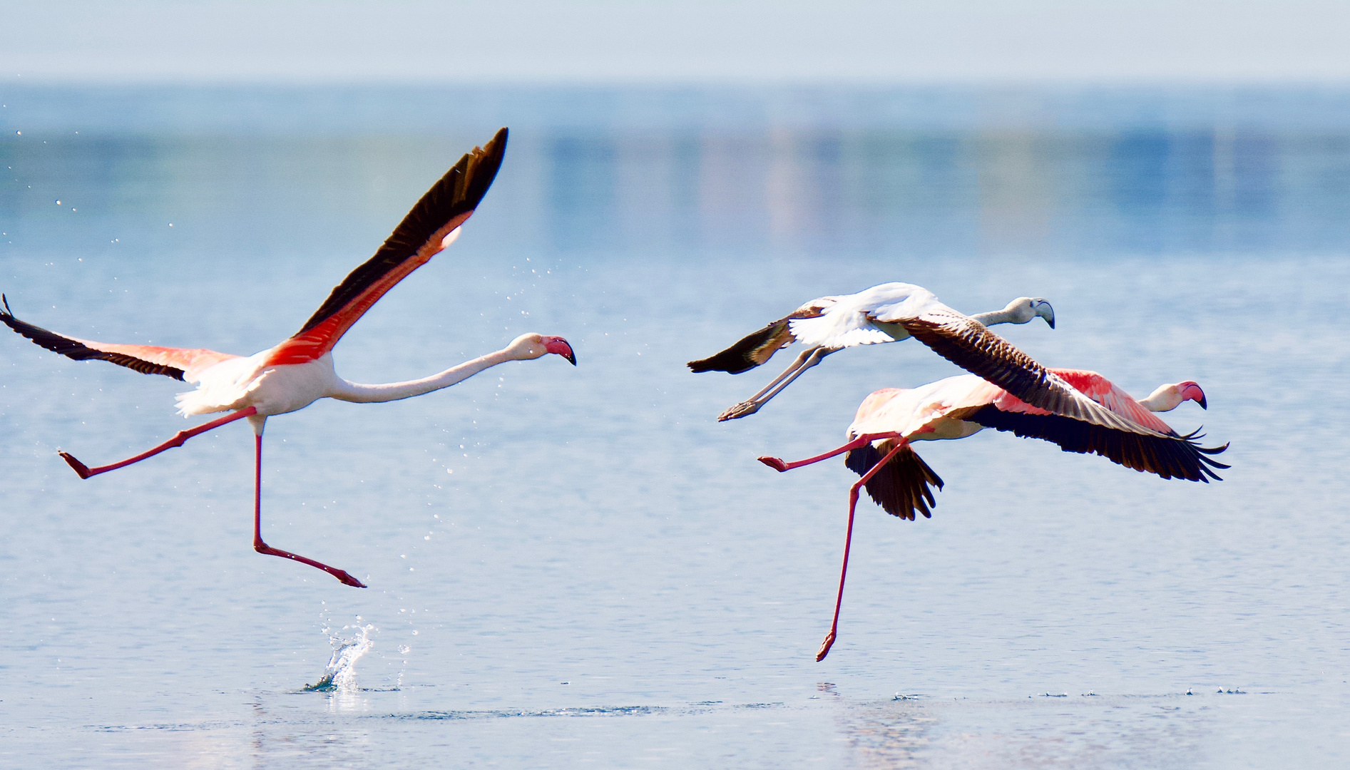 Flamingo Familie