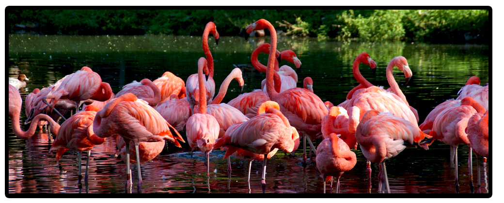 Flamingo Familie